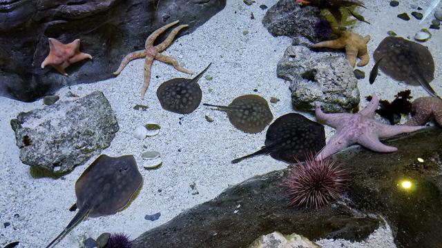 Loveland Living Planet Aquarium